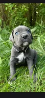 Black, a male Cane Corso for sale in Twin Falls, ID – 1 of 6