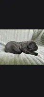 Charlie , a male Cane Corso for sale in Helena, MT – 2 of 5