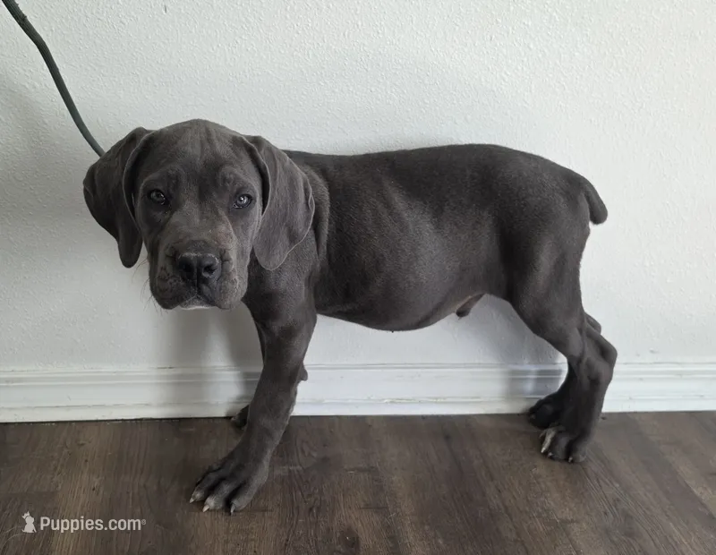 Blue – Cane Corso puppy for sale in Twin Falls, ID