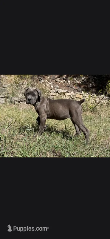 Bubble  – Cane Corso puppy for sale in Twin Falls, ID