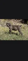 Bubble , a female Cane Corso for sale in Twin Falls, ID – 1 of 6