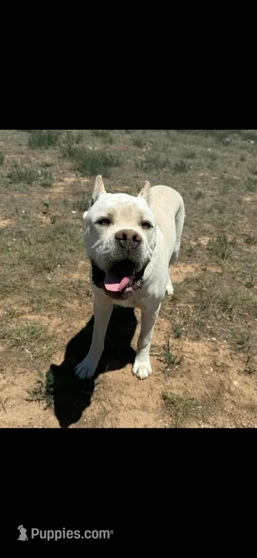 Tommy *RARE* straw color  – Cane Corso puppy for sale in Snyder, TX