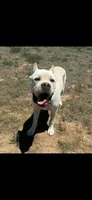 Tommy *RARE* straw color , a male Cane Corso for sale in Snyder, TX – 5 of 5