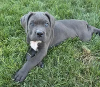 Gray, a male Cane Corso for sale in Twin Falls, ID – 2 of 5