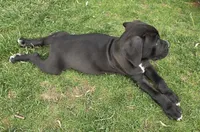 Purple, a female Cane Corso for sale in Twin Falls, ID – 3 of 4
