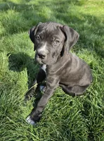 Pink, a female Cane Corso for sale in Twin Falls, ID – 2 of 4