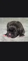 Charlie , a male Cane Corso for sale in Springfield, MO – 1 of 9