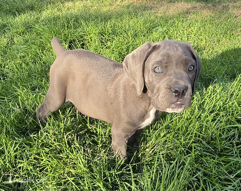 Black – Cane Corso puppy for sale in Twin Falls, ID