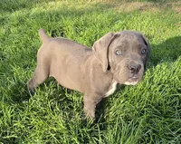 Black, a male Cane Corso for sale in Twin Falls, ID – 1 of 4