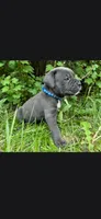 Azure blue, a male Cane Corso for sale in Twin Falls, ID – 3 of 8