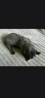 Charlie , a male Cane Corso for sale in Helena, MT – 4 of 5