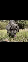Gray, a male Cane Corso for sale in Twin Falls, ID – 3 of 4