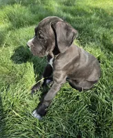 Pink, a female Cane Corso for sale in Twin Falls, ID – 4 of 4