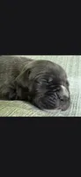Jules, a female Cane Corso for sale in Springfield, MO – 4 of 5