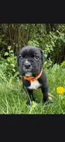 Orange , a male Cane Corso for sale in Twin Falls, ID – 2 of 6