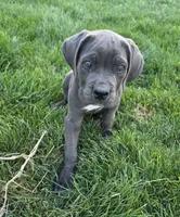 Black, a male Cane Corso for sale in Twin Falls, ID – 3 of 4