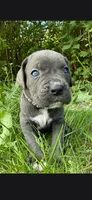 Black, a male Cane Corso for sale in Twin Falls, ID – 2 of 6