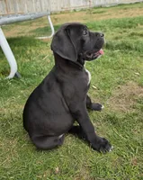 Purple, a female Cane Corso for sale in Twin Falls, ID – 2 of 4