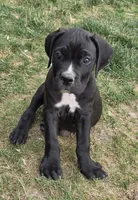Blue , a male Cane Corso for sale in Twin Falls, ID – 1 of 1