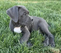Gray, a male Cane Corso for sale in Twin Falls, ID – 5 of 5