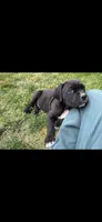 Yellow , a male Cane Corso for sale in Twin Falls, ID – 3 of 5