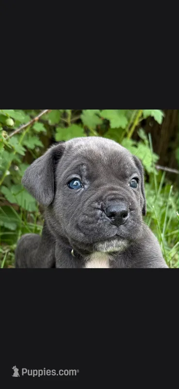 Azure blue – Cane Corso puppy for sale in Twin Falls, ID