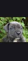 Azure blue, a male Cane Corso for sale in Twin Falls, ID – 1 of 8