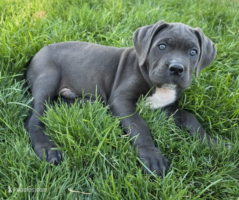 Gray – Cane Corso puppy for sale in Twin Falls, ID