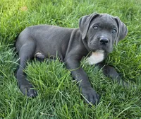 Gray, a male Cane Corso for sale in Twin Falls, ID – 1 of 5