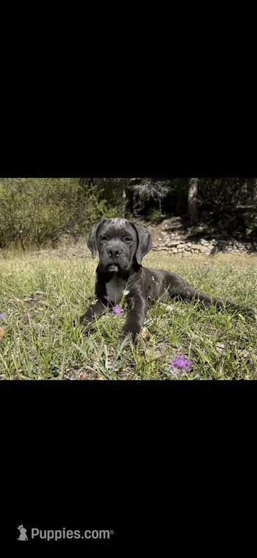 Gray – Cane Corso puppy for sale in Twin Falls, ID