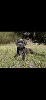 Gray, a male Cane Corso for sale in Twin Falls, ID – 2 of 4