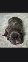 Charlie , a male Cane Corso for sale in Springfield, MO – 6 of 9
