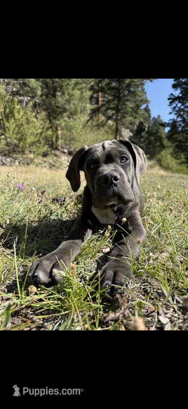 Gray – Cane Corso puppy for sale in Twin Falls, ID