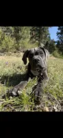Gray, a male Cane Corso for sale in Twin Falls, ID – 1 of 4
