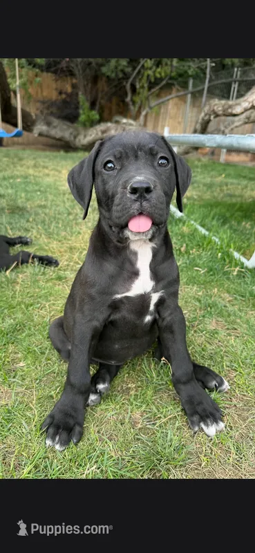 Purple – Cane Corso puppy for sale in Twin Falls, ID