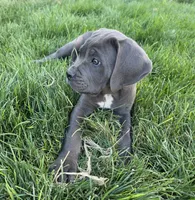 Black, a male Cane Corso for sale in Twin Falls, ID – 4 of 4