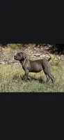 Bubble , a female Cane Corso for sale in Twin Falls, ID – 4 of 6