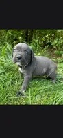 Black, a male Cane Corso for sale in Twin Falls, ID – 4 of 6
