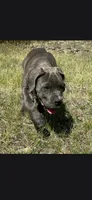 Bubble , a female Cane Corso for sale in Twin Falls, ID – 2 of 6