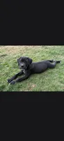 Purple, a female Cane Corso for sale in Twin Falls, ID – 4 of 4