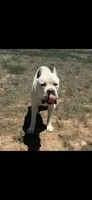 Tommy *RARE* straw color , a male Cane Corso for sale in Snyder, TX – 3 of 5