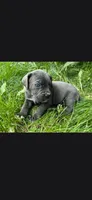 Black, a male Cane Corso for sale in Twin Falls, ID – 5 of 6