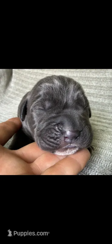 Max – Cane Corso puppy for sale in Springfield, MO