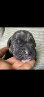 Max, a male Cane Corso for sale in Springfield, MO – 1 of 10