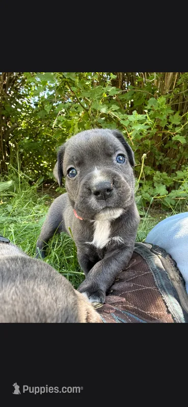 Pink  – Cane Corso puppy for sale in Twin Falls, ID