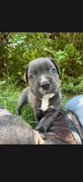Pink , a female Cane Corso for sale in Twin Falls, ID – 1 of 4