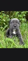 Azure blue, a male Cane Corso for sale in Twin Falls, ID – 2 of 8