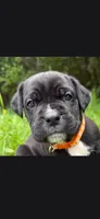 Orange , a male Cane Corso for sale in Twin Falls, ID – 3 of 6