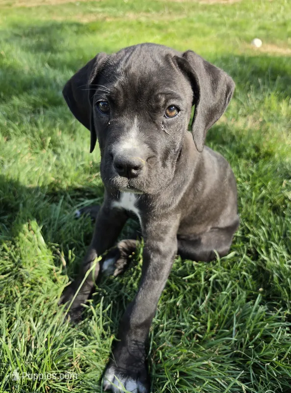 Pink – Cane Corso puppy for sale in Twin Falls, ID
