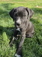 Pink, a female Cane Corso for sale in Twin Falls, ID – 1 of 4